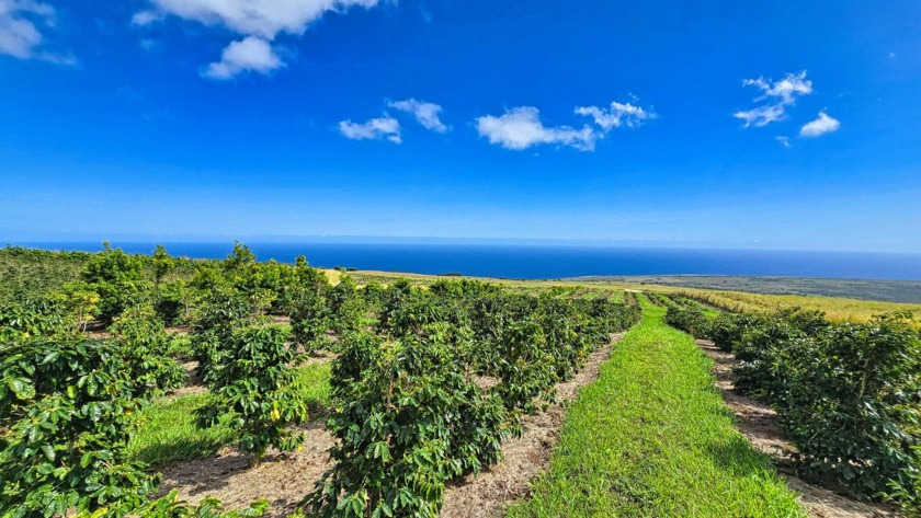 INCOME Producing HAWAII COFFEE FARM with STUNNING OCEAN VIEWS - Beach Home for sale in Naalehu, Hawaii on Beachhouse.com