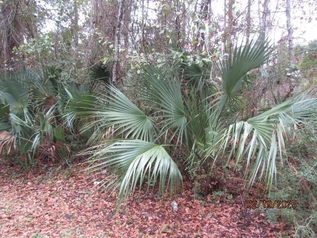 Close to The Apalachicola Riverfront area. Short golf cart ride - Beach Lot for sale in Apalachicola, Florida on Beachhouse.com