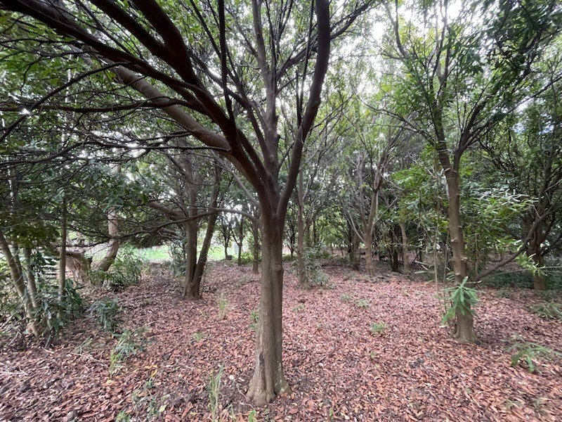 Imagine your dream home on this serene lot located at the end of - Beach Lot for sale in Naalehu, Hawaii on Beachhouse.com