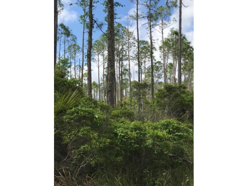Partially cleared 8+ acre tract- Cash Creek campground provides - Beach Acreage for sale in Eastpoint, Florida on Beachhouse.com
