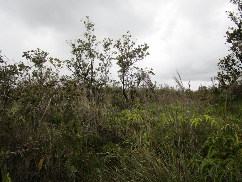 Great location on the upper part of the subdivision and close to - Beach Acreage for sale in Volcano, Hawaii on Beachhouse.com