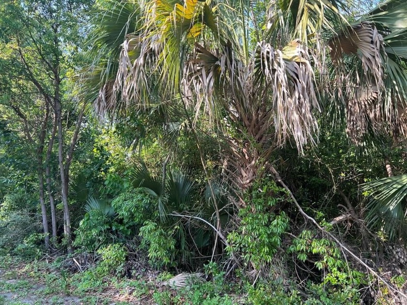 Beautiful 60x100 wooded city lot adjacent to Historic District - Beach Lot for sale in Apalachicola, Florida on Beachhouse.com