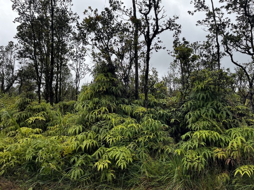 Two adjacent parcels (TMK# 3-1-1-32-98 & TMK# 3-1-1-32-99), each - Beach Acreage for sale in Volcano, Hawaii on Beachhouse.com