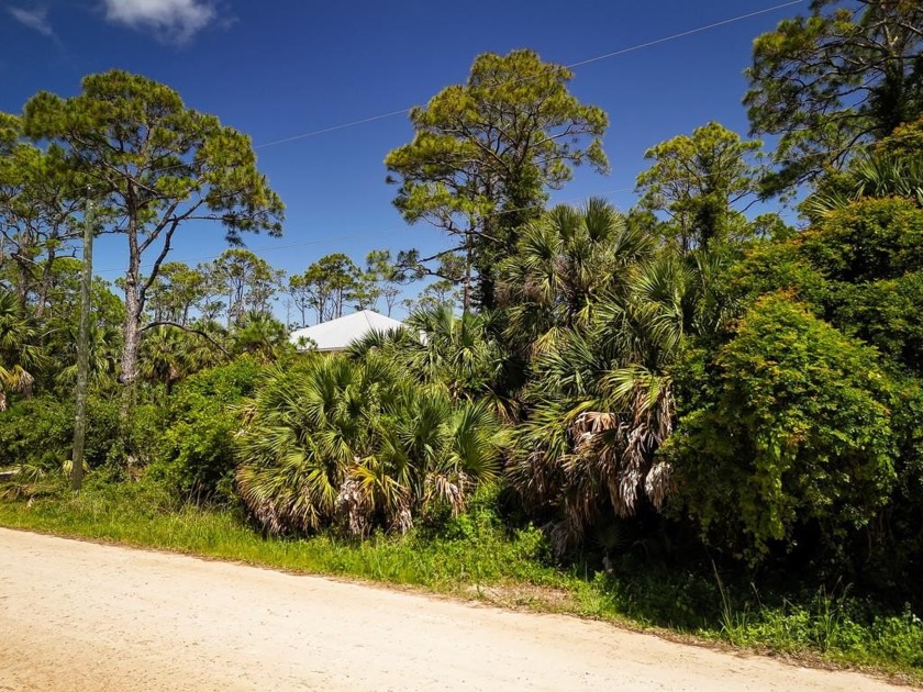 Residential lot on the north side of east pine.  Mature pines - Beach Lot for sale in St. George Island, Florida on Beachhouse.com