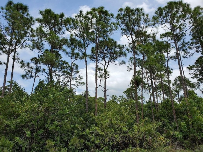 Wonderful place to build your dream home on this tree filled 1 - Beach Lot for sale in Fort Pierce, Florida on Beachhouse.com