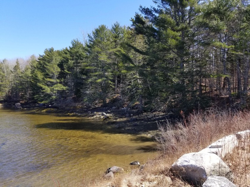 Gently sloping 3.9 acres to 432 feet of frontage on the peaceful - Beach Acreage for sale in Brooklin, Maine on Beachhouse.com