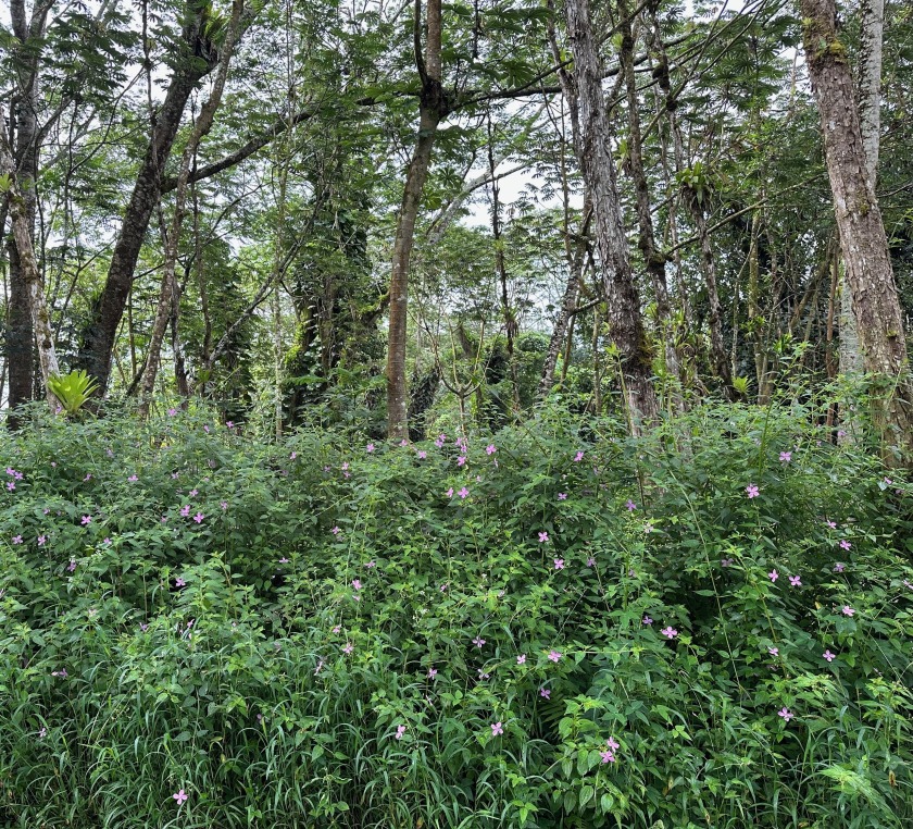 Escape to your own slice of paradise on Hawai'i's Big Island! - Beach Lot for sale in Volcano, Hawaii on Beachhouse.com