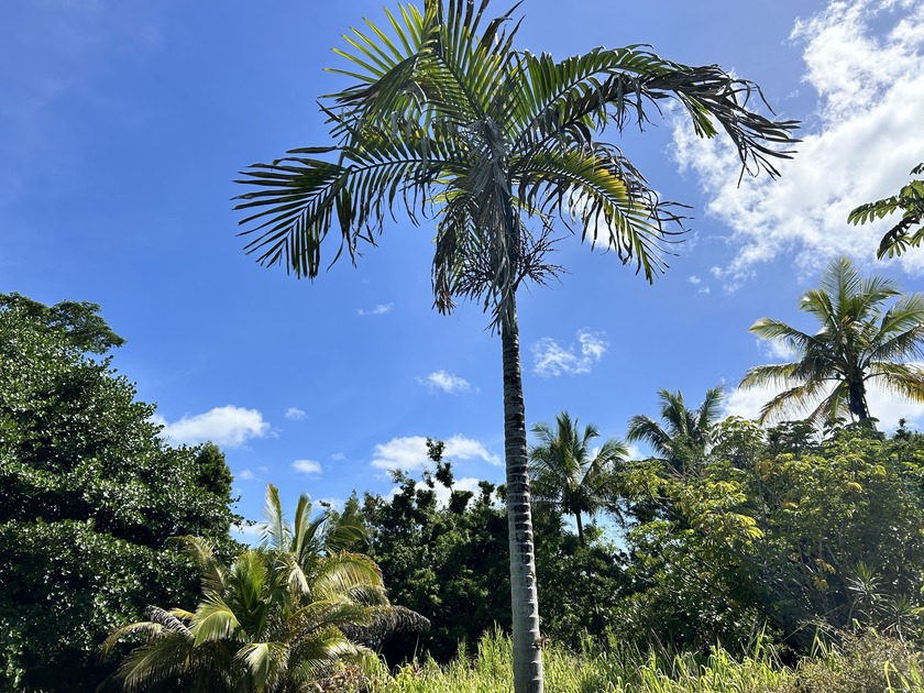 Opportunity knocks in the fast-growing Ainaloa subdivision! This - Beach Lot for sale in Pahoa, Hawaii on Beachhouse.com