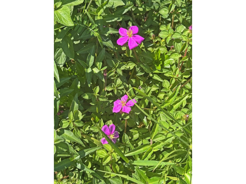 This wonderful corner lot is located in Hawaiian Shores - Beach Lot for sale in Pahoa, Hawaii on Beachhouse.com