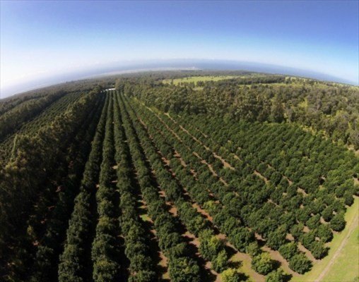 Award winning 211 acre Macadamia Nut Orchard. Finest on the - Beach Acreage for sale in Naalehu, Hawaii on Beachhouse.com