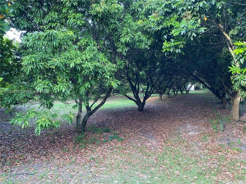 5 Acres Income producing Lychee and other fruit trees. Located - Beach Acreage for sale in Miami, Florida on Beachhouse.com