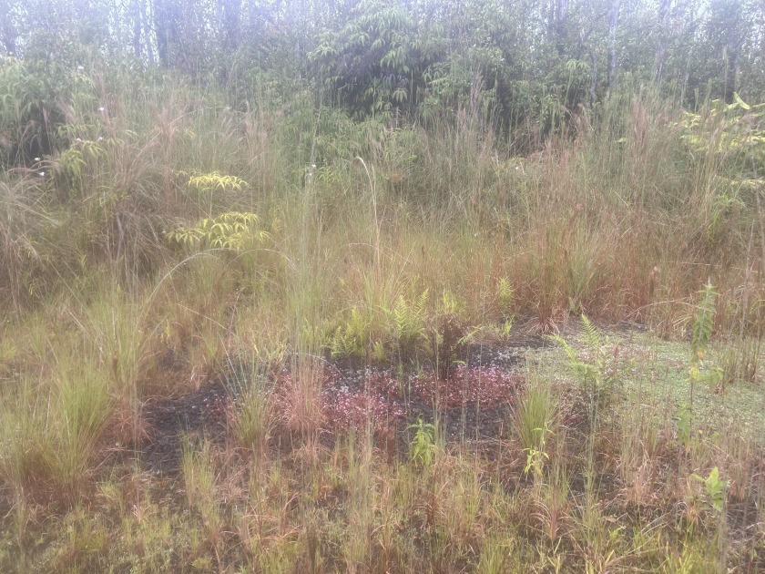 DRIVEWAY, HOUSE PAD COMPLETED: READY TO BUILD AND ENJOY! NATIVE - Beach Acreage for sale in Volcano, Hawaii on Beachhouse.com