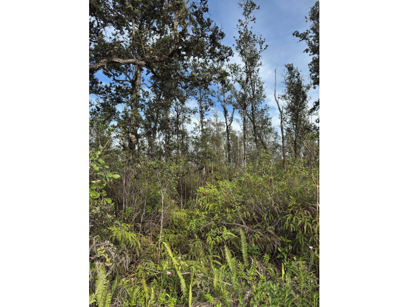 This raw vacant land offers 3 acre of opportunity in Orchid Land - Beach Acreage for sale in Kurtistown, Hawaii on Beachhouse.com