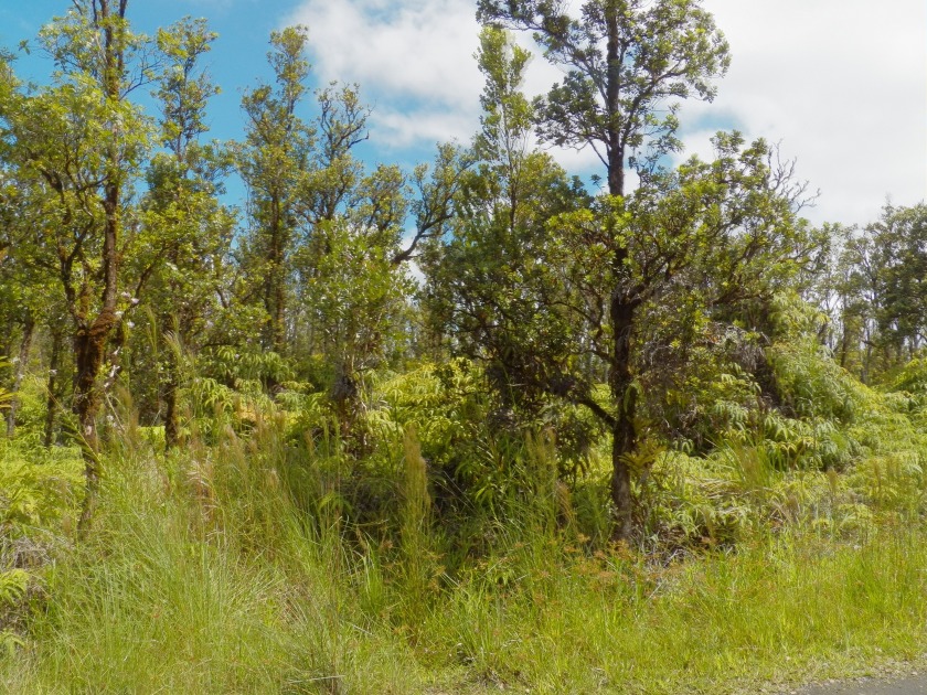Beautiful Forested Side by Side lots for sale. Be - Beach Lot for sale in Mountain View, Hawaii on Beachhouse.com