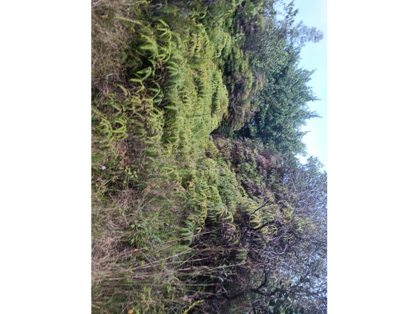 PARCEL 48 IS ONE OF 2 SIDE BY SIDE LOTS(MLS 724019 - Beach Acreage for sale in Mountain View, Hawaii on Beachhouse.com