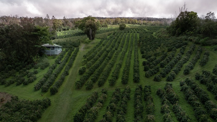 Kona Rainforest Coffee Farm is truly one of a kind, a fully - Beach Home for sale in Captain Cook, Hawaii on Beachhouse.com