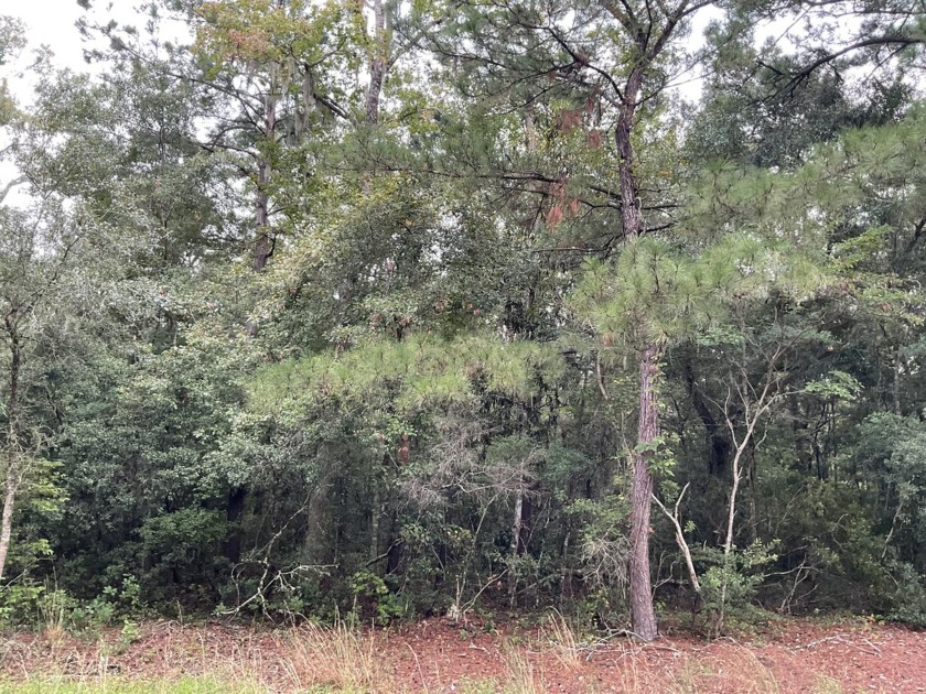 Beautifully wooded 1/2 acre lot in a convenient mid-island - Beach Lot for sale in Edisto Island, South Carolina on Beachhouse.com