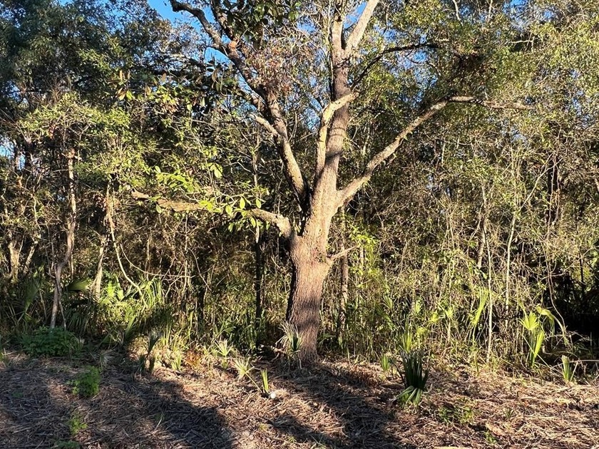 Fantastic price for a buildable lot in Panacea on Florida's - Beach Lot for sale in Panacea, Florida on Beachhouse.com