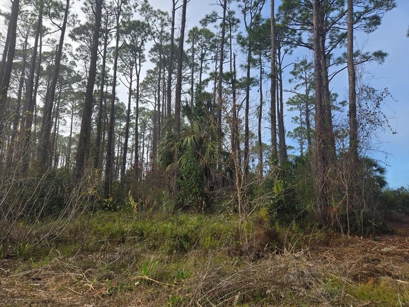 Discover the beauty of the Forgotten Coast with this .31-acre - Beach Lot for sale in Port St Joe, Florida on Beachhouse.com