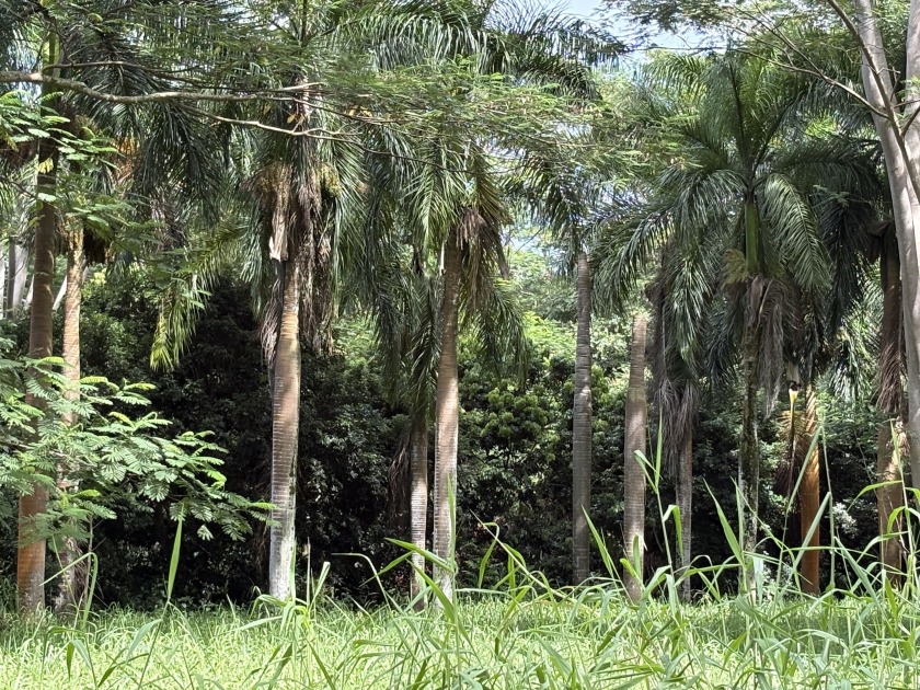 2 level lots on desirable Kuawa Road. TMK 4-5-2-13-4-1 AND - Beach Lot for sale in Kilauea, Hawaii on Beachhouse.com