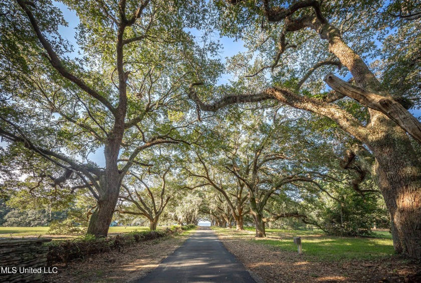Gorgeous, centuries-old majestic oaks line these level, one-acre - Beach Lot for sale in Ocean Springs, Mississippi on Beachhouse.com