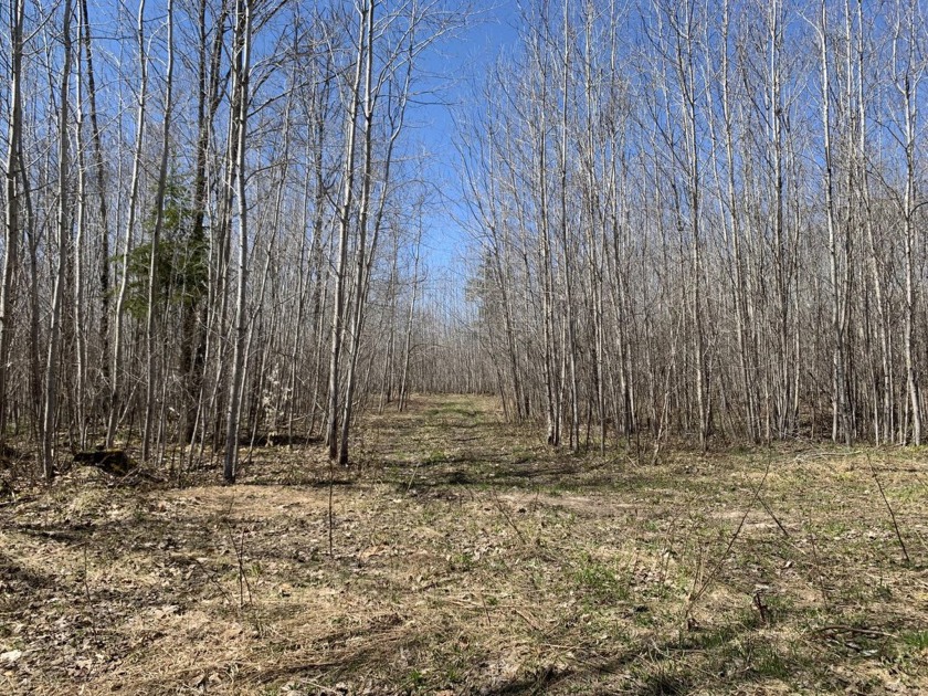 If you are looking for hunting or building your homestead, this - Beach Acreage for sale in Mcmillan, Michigan on Beachhouse.com