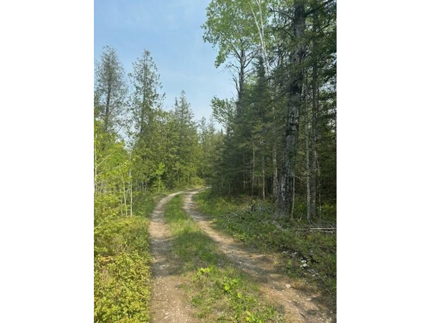 This 12 Acres parcel is a bird hunting paradise offering M-134 - Beach Acreage for sale in Hessel, Michigan on Beachhouse.com