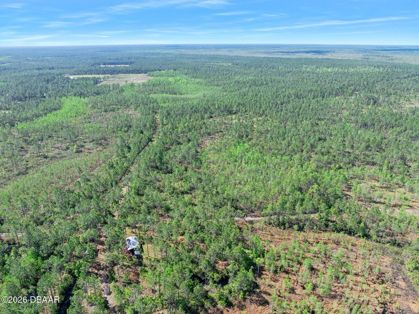 Forty acres of beautiful land with pine forests, pastures and - Beach Acreage for sale in Bunnell, Florida on Beachhouse.com