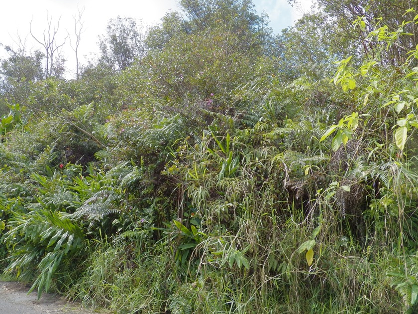 Beautiful Building lot in the lower section of Volcano. Here's - Beach Lot for sale in Volcano, Hawaii on Beachhouse.com