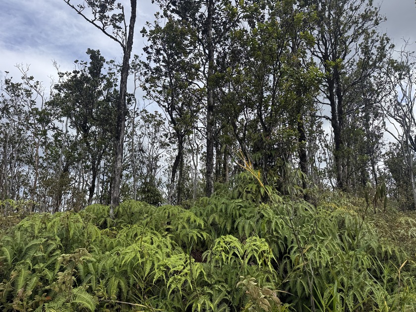 Located in Fern Forest Vacation Estates, this 3-acre parcel - Beach Acreage for sale in Volcano, Hawaii on Beachhouse.com