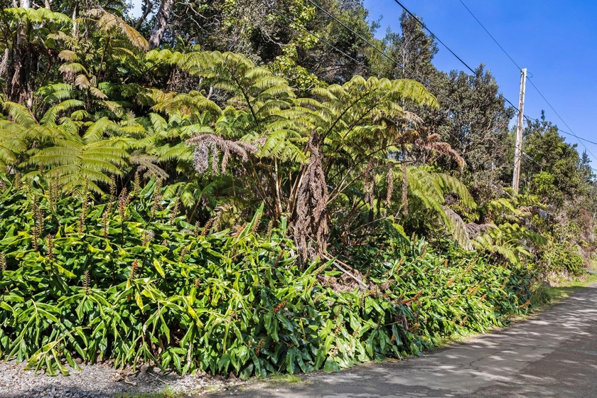 This forested lot in Volcano Village is a wonderful location to - Beach Lot for sale in Volcano, Hawaii on Beachhouse.com