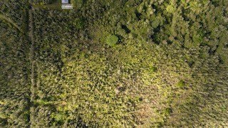 Discover the perfect harmony between privacy, natural beauty - Beach Acreage for sale in Mountain View, Hawaii on Beachhouse.com