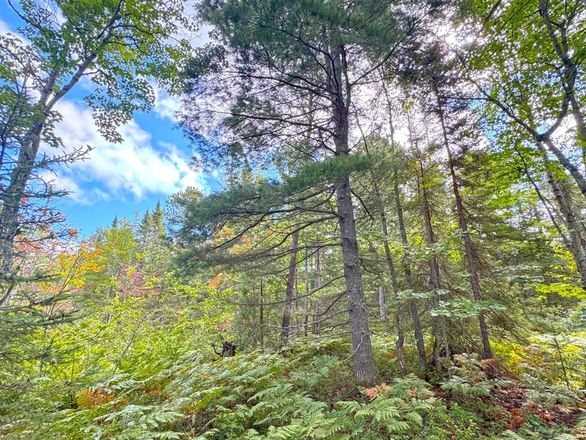 Adjacent to state land is this 7.88 acres with a creek running - Beach Acreage for sale in Paradise, Michigan on Beachhouse.com