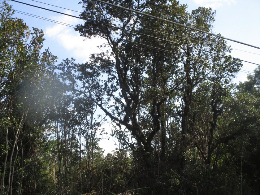 Listen to the birds sing in the tall native Ohia & Waiwi trees - Beach Acreage for sale in Mountain View, Hawaii on Beachhouse.com