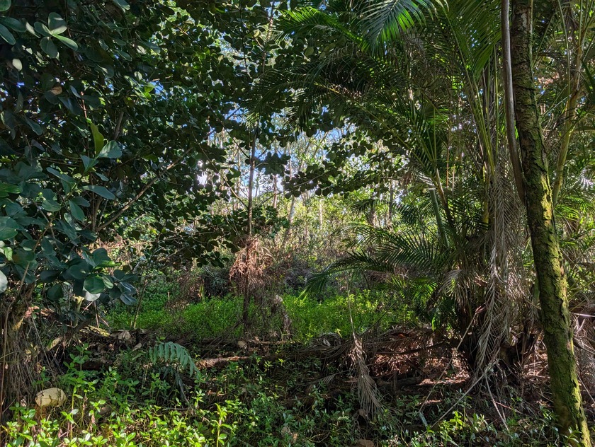 This 1-acre parcel offers a naturally forested setting with - Beach Lot for sale in Keaau, Hawaii on Beachhouse.com