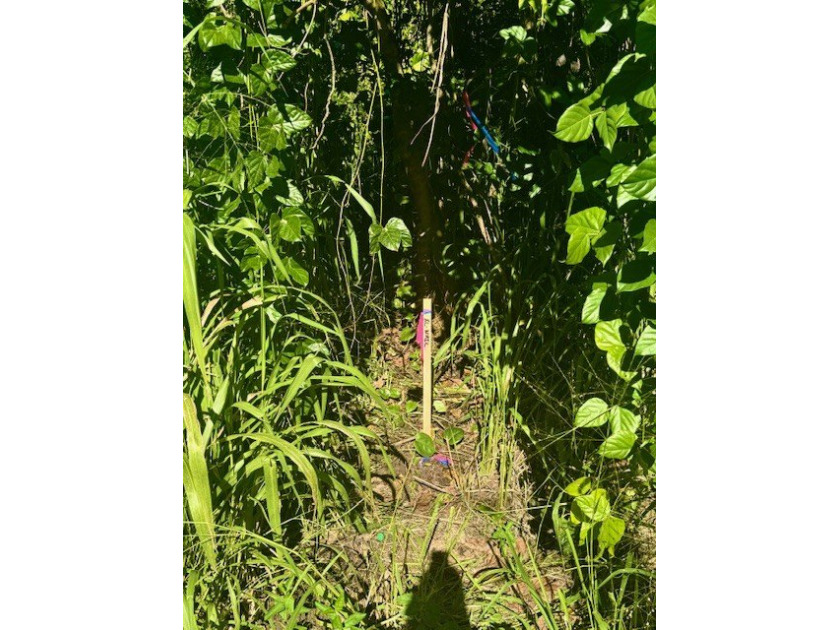 One of Two SIDE BY SIDE, STAKED & PINNED, each 12,040 sf - Beach Lot for sale in Pahoa, Hawaii on Beachhouse.com