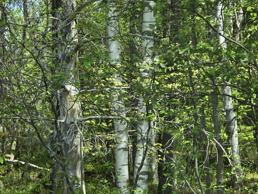 EXCEPTIONAL 54-ACRE WOODED PARCEL BORDERING PROTECTED LITTLE - Beach Acreage for sale in Brimley, Michigan on Beachhouse.com