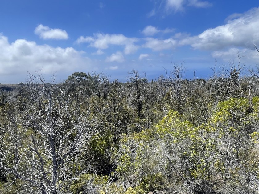 Great opportunity to own two adjacent 1 acre lots with beautiful - Beach Lot for sale in Ocean View, Hawaii on Beachhouse.com