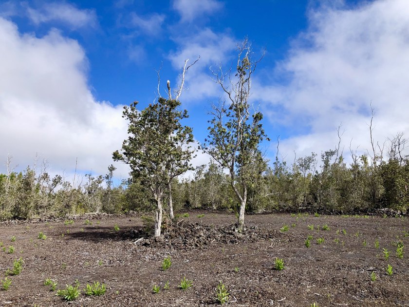 Gorgeous wooded 1 acre lot that's been bulldozed and terraced in - Beach Lot for sale in Ocean View, Hawaii on Beachhouse.com