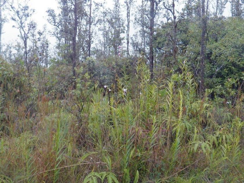 Looking to live off the grid? This 3-acre property in the - Beach Acreage for sale in Kurtistown, Hawaii on Beachhouse.com