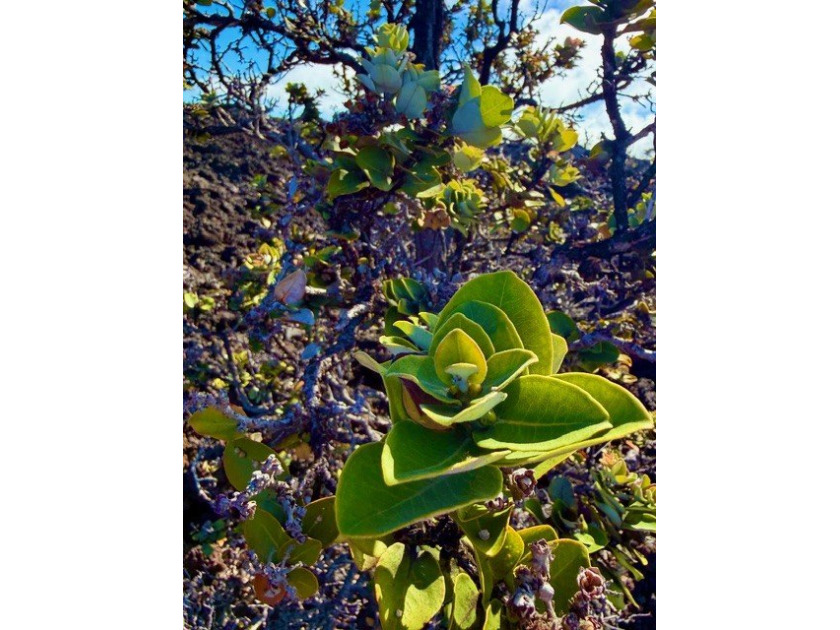 Here is your chance to own an acre of land in Hawaii. This - Beach Lot for sale in Ocean View, Hawaii on Beachhouse.com