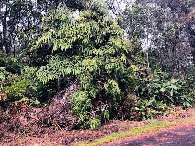 Tucked within the lush native forest of Mauna Loa Estates, this - Beach Lot for sale in Volcano, Hawaii on Beachhouse.com