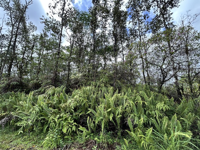 Build your dream home in a location that truly has it all. This - Beach Lot for sale in Kurtistown, Hawaii on Beachhouse.com