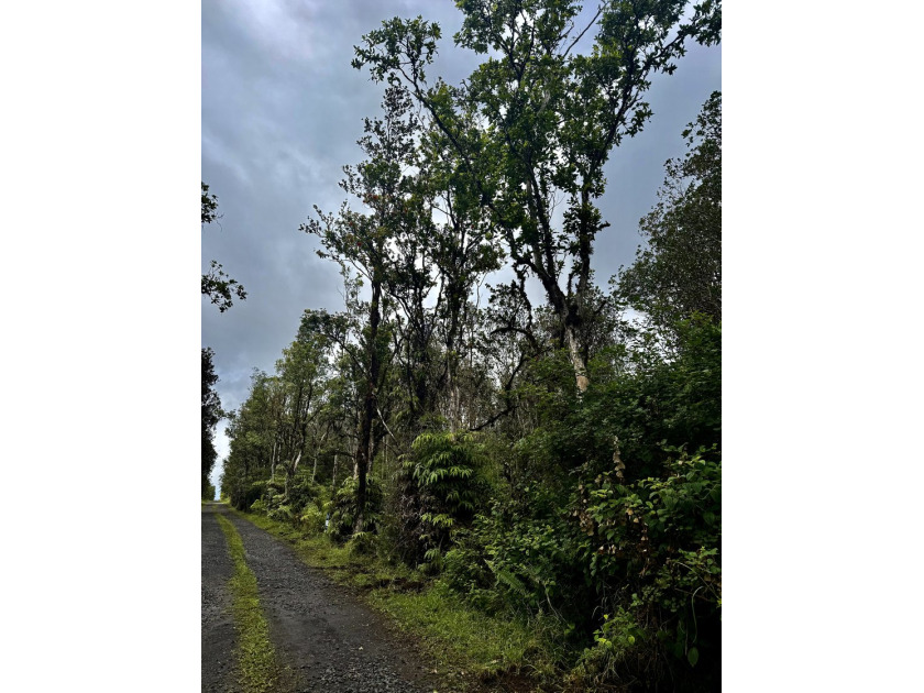 Beautiful raw wooded lot in the center of the subdivision away - Beach Lot for sale in Mountain View, Hawaii on Beachhouse.com