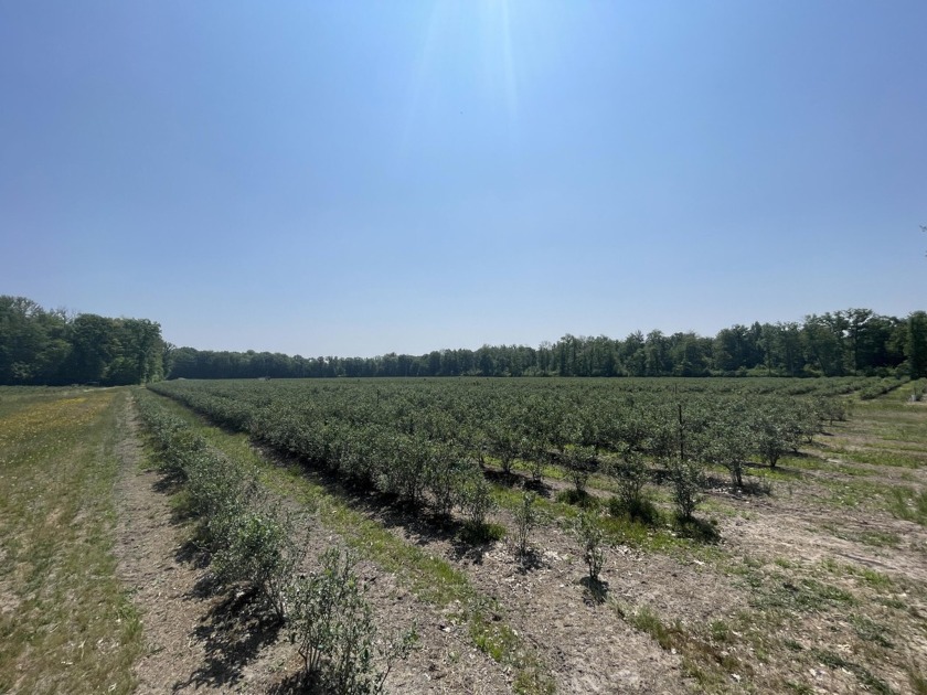 55.87 acre blueberry farm, approximately 42 acres planted in - Beach Acreage for sale in Free Soil, Michigan on Beachhouse.com