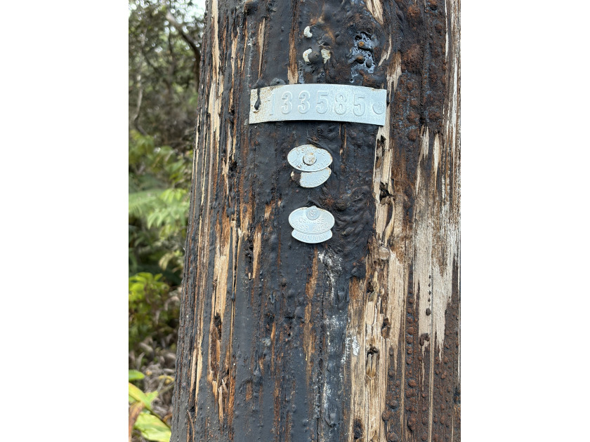 This lush lot with stately ohia trees, native ferns, and - Beach Lot for sale in Volcano, Hawaii on Beachhouse.com