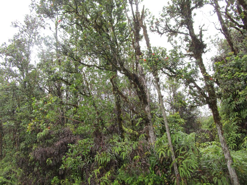 Beautiful property with lots of tall native Ohia trees - Beach Lot for sale in Mountain View, Hawaii on Beachhouse.com