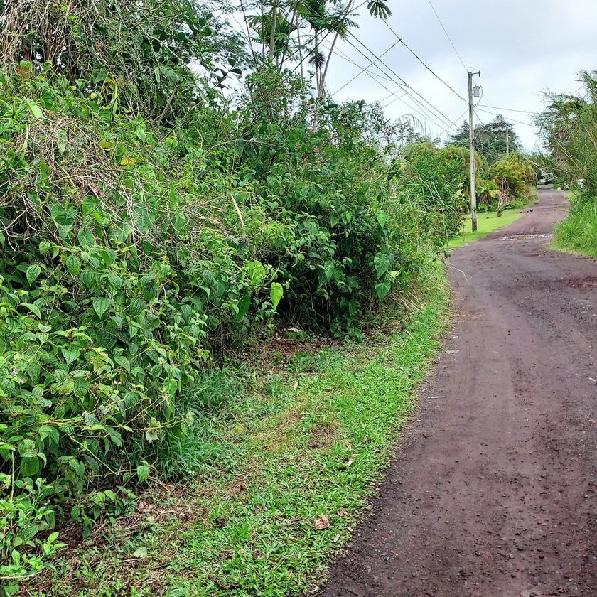 A WOODED LOT WITH TOWERING TREES READY TO BE CLEARED FOR A BRAND - Beach Lot for sale in Kurtistown, Hawaii on Beachhouse.com