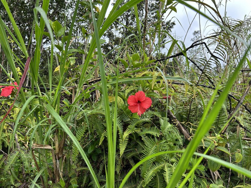 Located toward the back of Fern Acres, this corner lot offers a - Beach Acreage for sale in Mountain View, Hawaii on Beachhouse.com