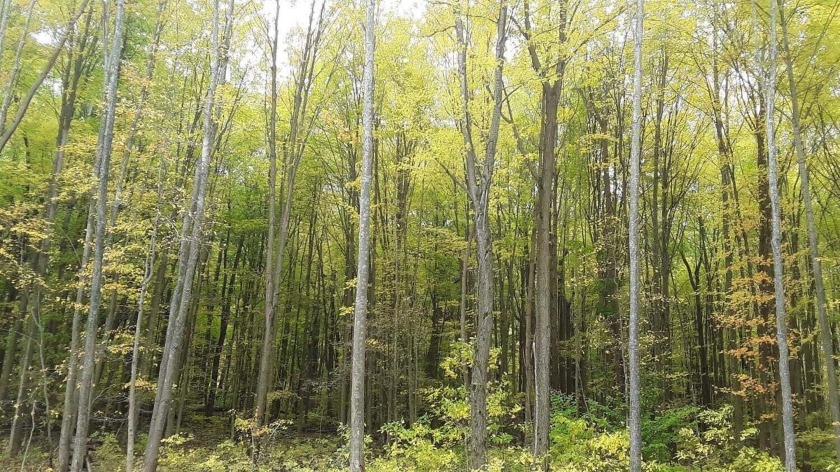 Just over 4 wooded acres, at NW corner of Meer and Frazie in - Beach Acreage for sale in Michigan City, Indiana on Beachhouse.com